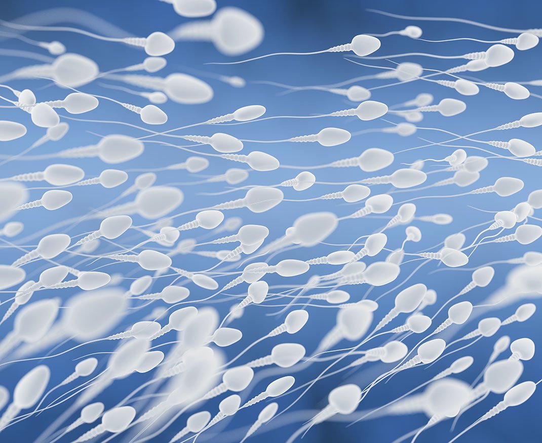 Spermatozoide shutterstock 1