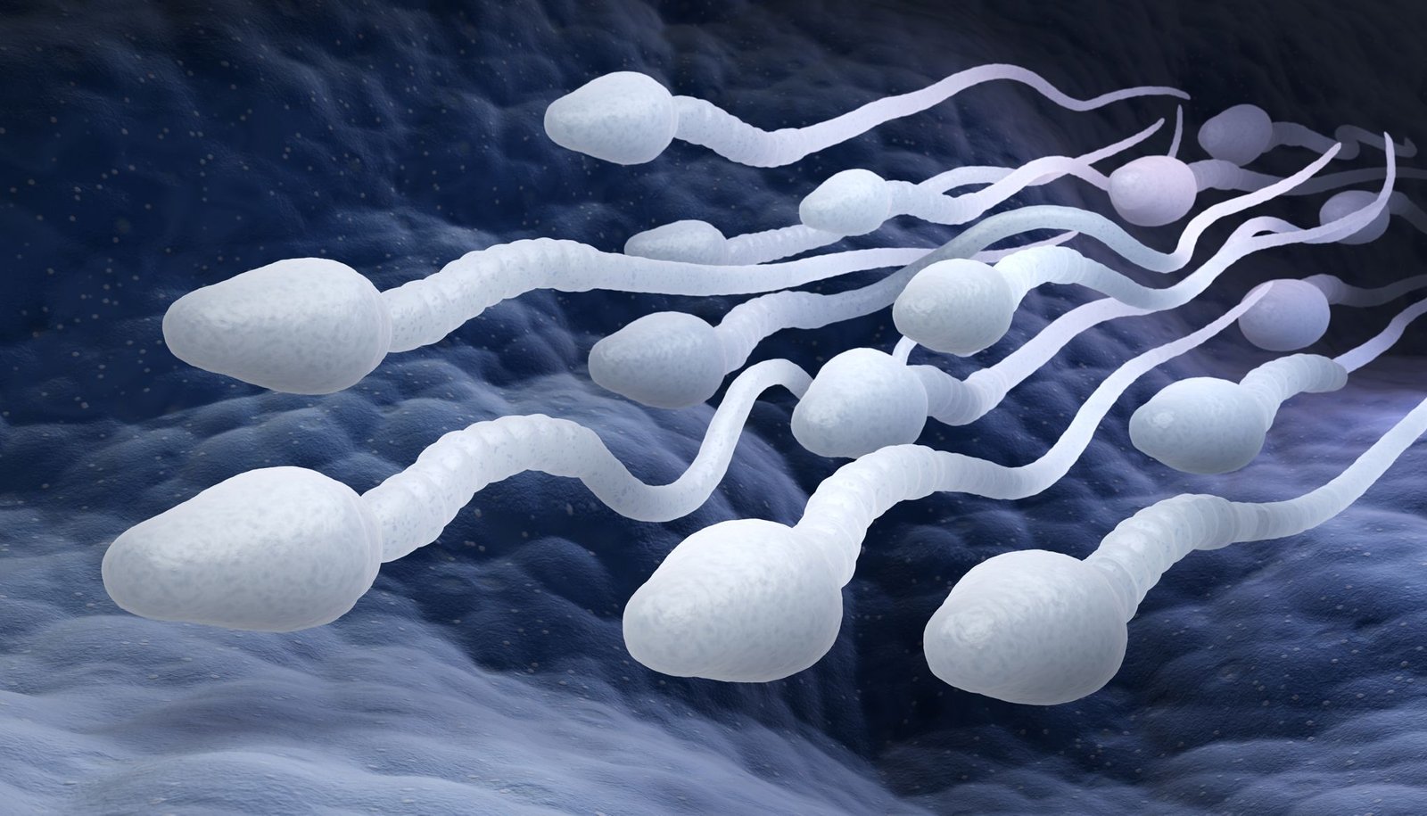 régénération du sperme