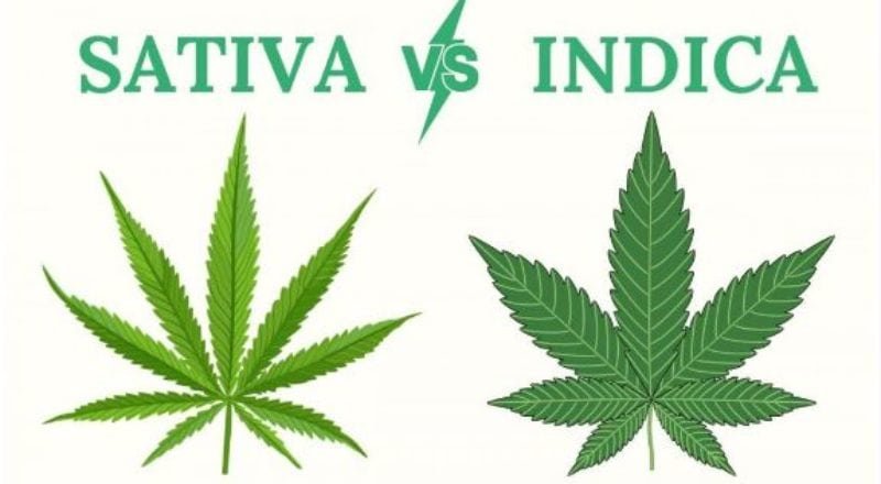 Indica ou Sativa